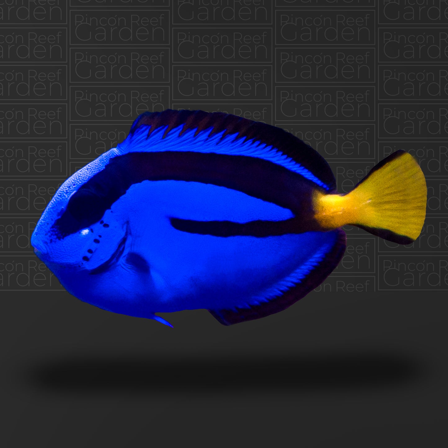 Blue Tang (sm)