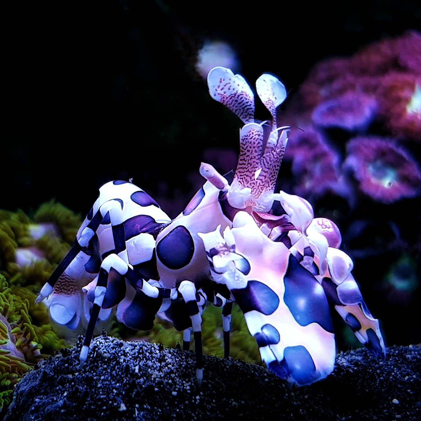 Harlequin Shrimp