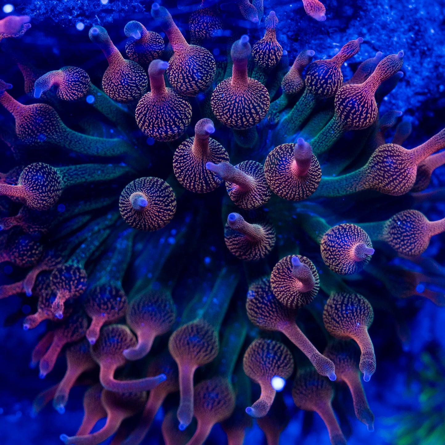 Bubble Tip Rainbow Anemone (Lg)