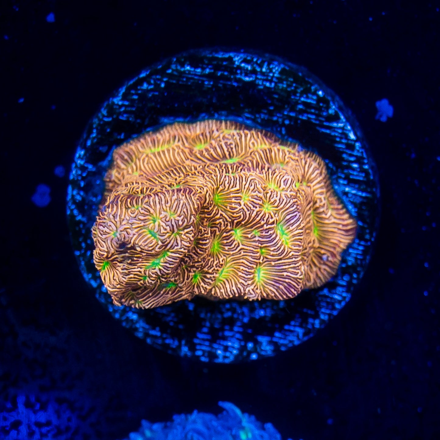 Lepto Jack o' Lantern