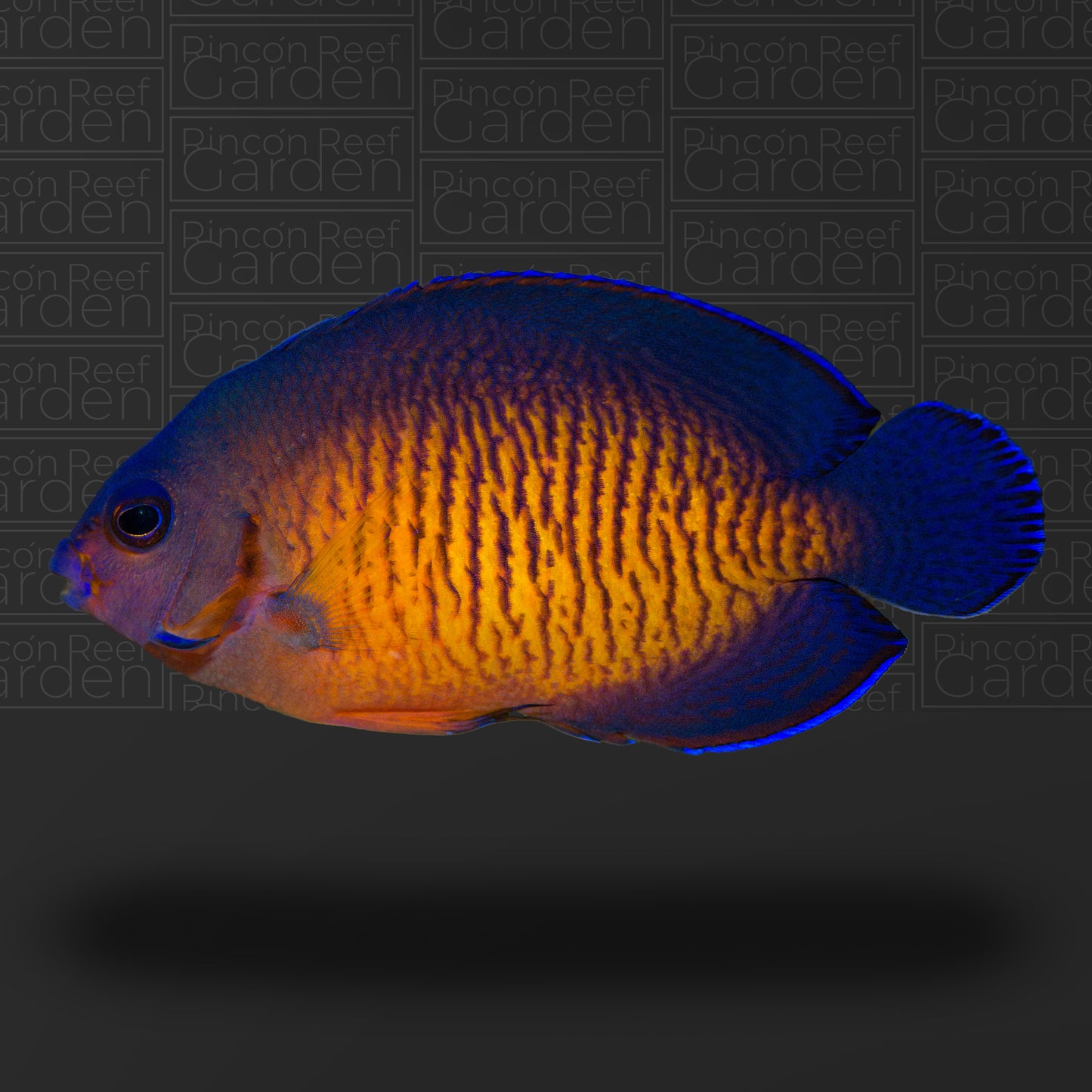 Coral Beauty Md