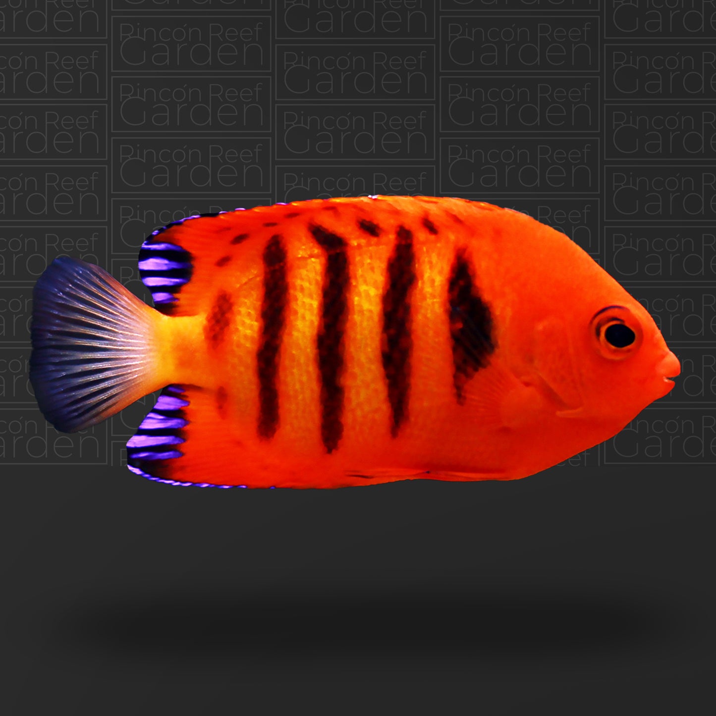 Flame Angelfish MD