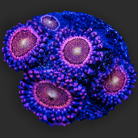 Zoanthids Mohawk