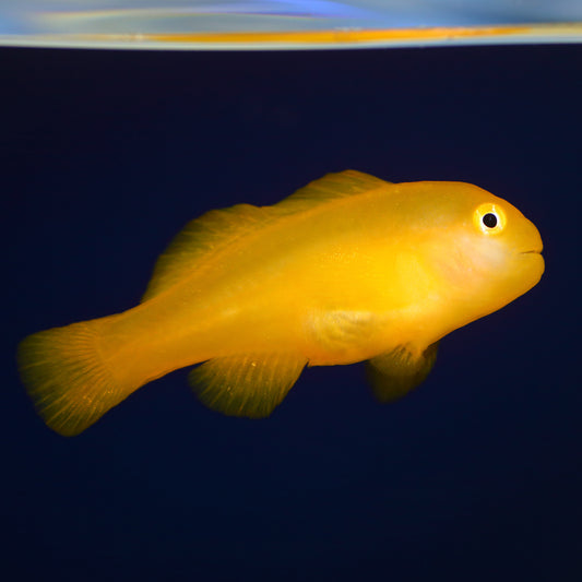 Yellow Clown Goby