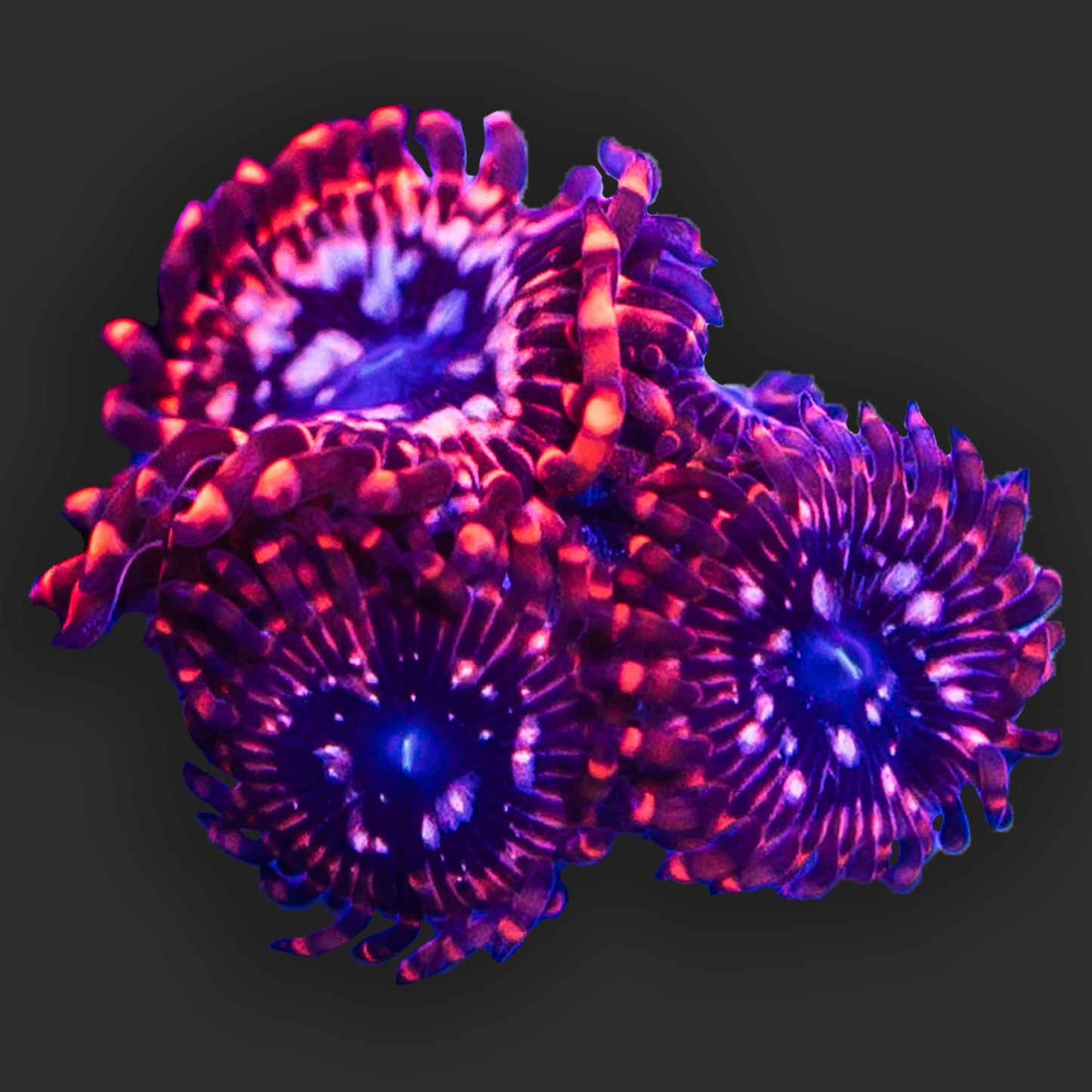 Zoanthids Utter Caos