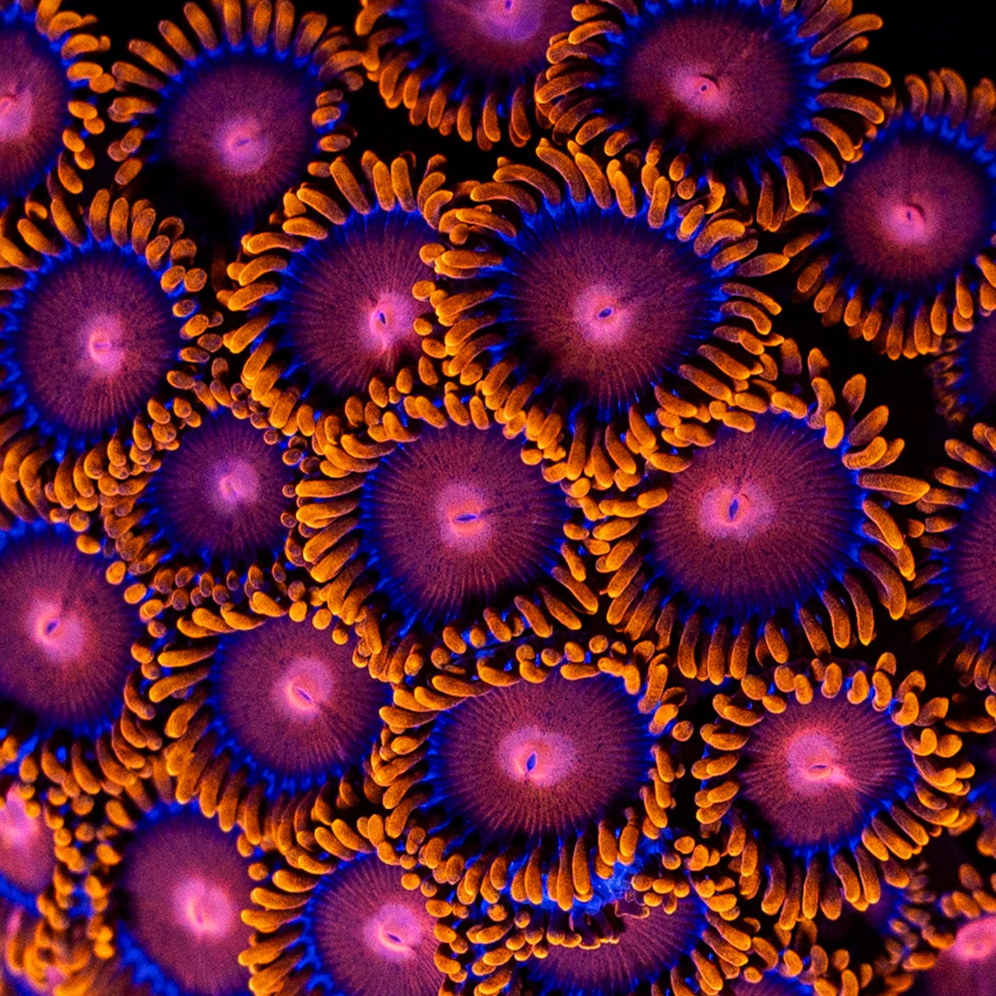 Zoanthids Bam Bam