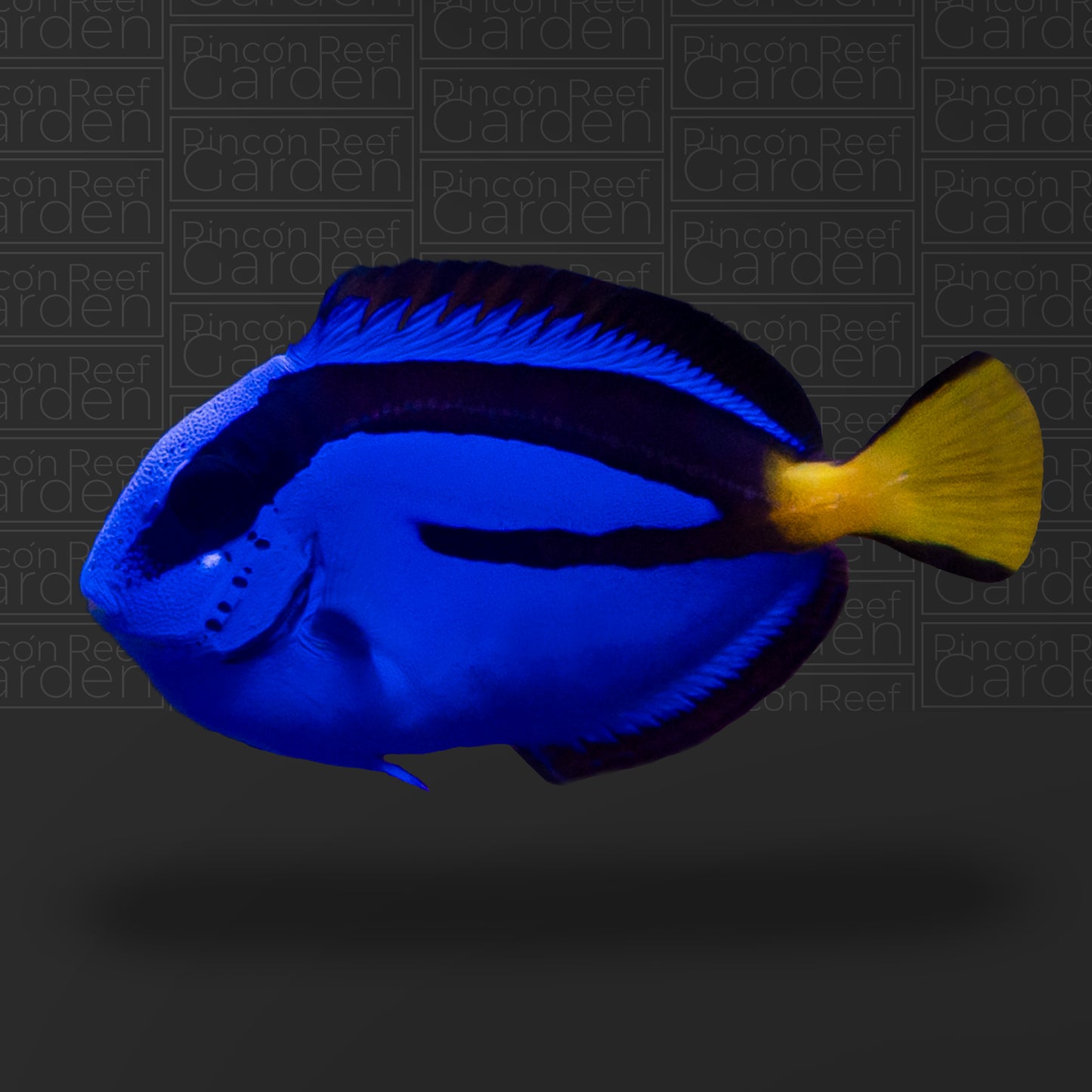 Blue Tang (sm)