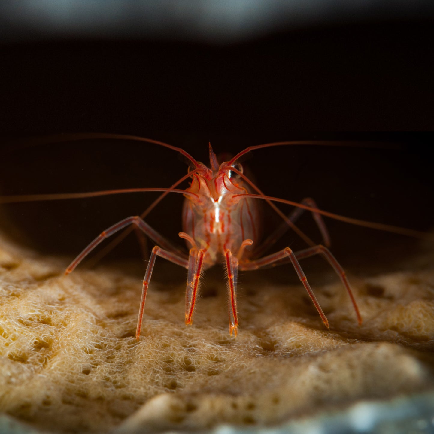 Peppermint Shrimp
