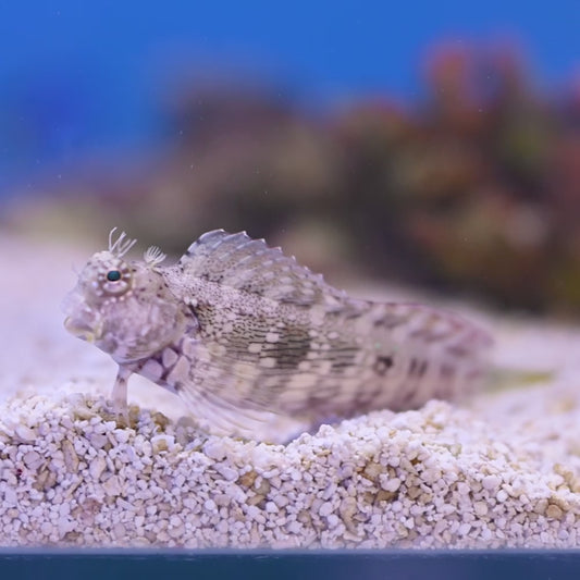 Lawnmower Blenny Md