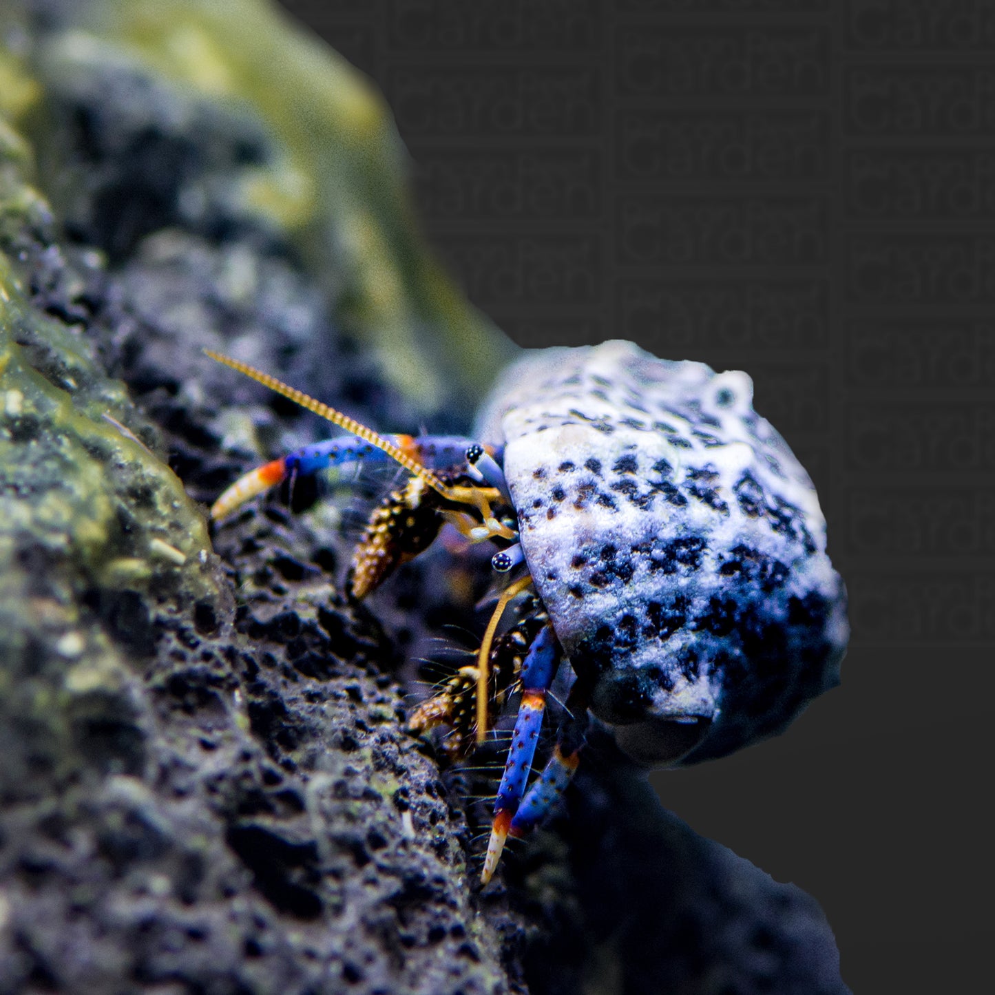 Hermit crab blue leg