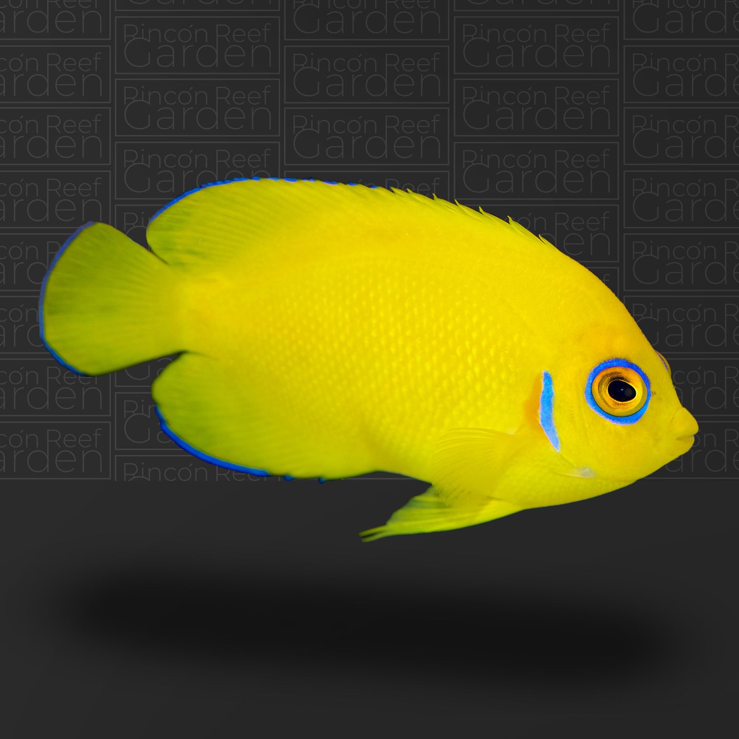 Lemon Peel