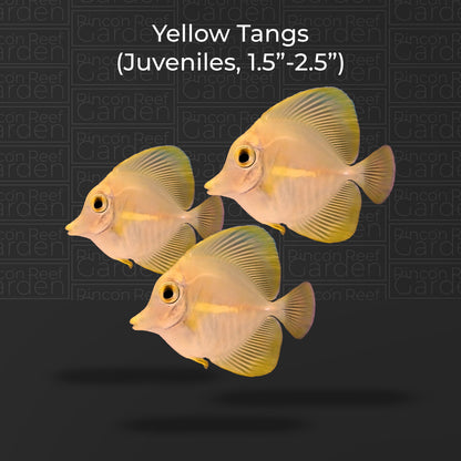 Yellow Tang (sm)