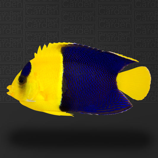 Bicolor Angelfish