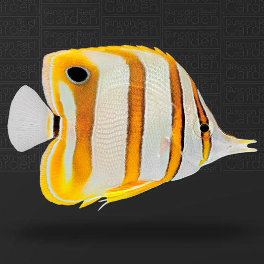 Copperband Butterflyfish