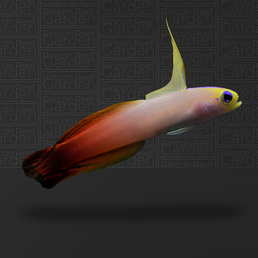 Firefish