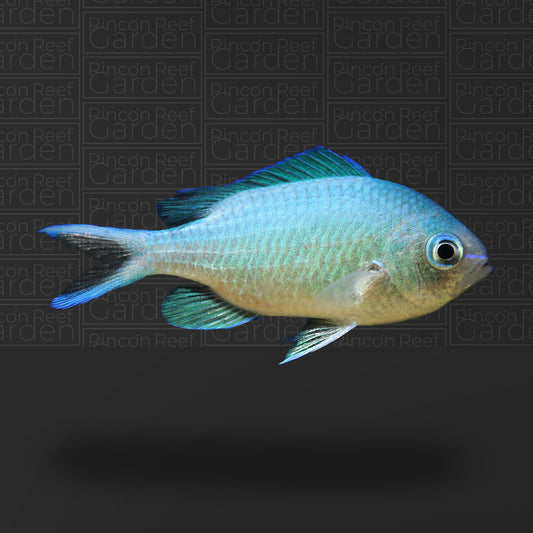 Green Chromis (sm)