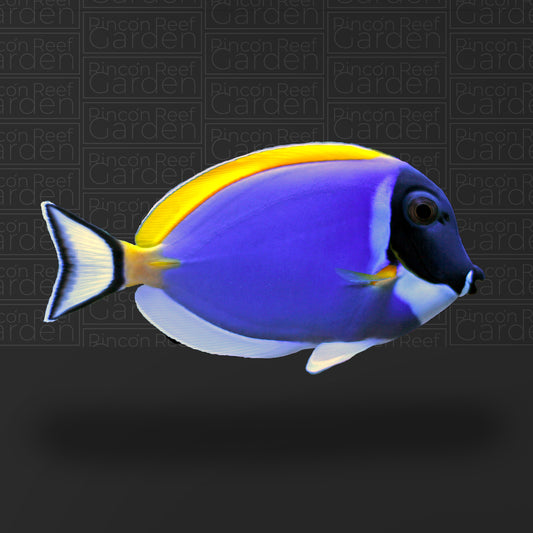 Powder Blue Tang (md)