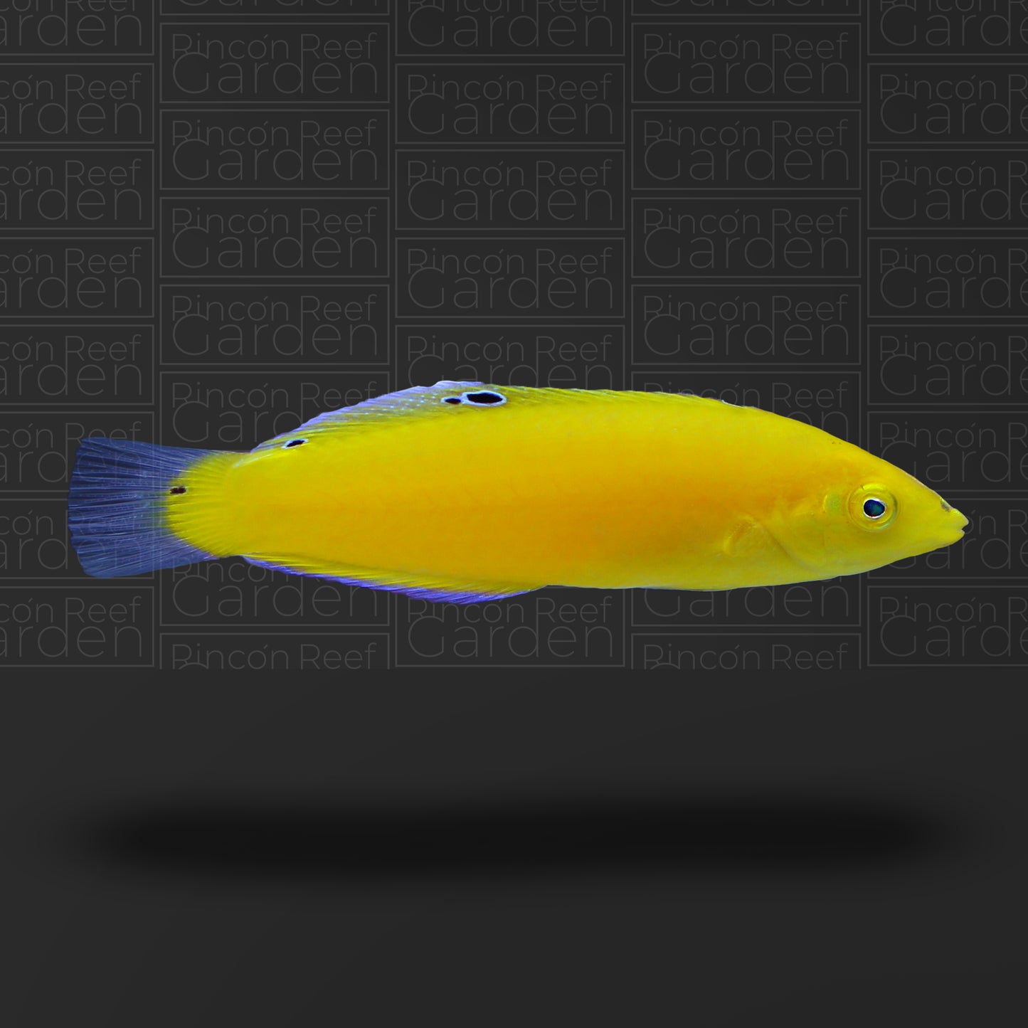 Yellow Coris Wrasse (sm)