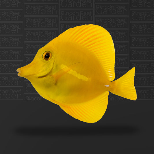 Yellow Tang (sm)