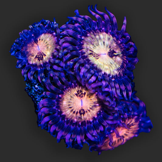 Zoanthids Pandora